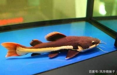 龍魚能和招財貓一起養嗎