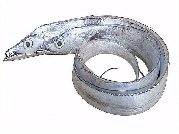 詳細介紹一下這十種龍王魚