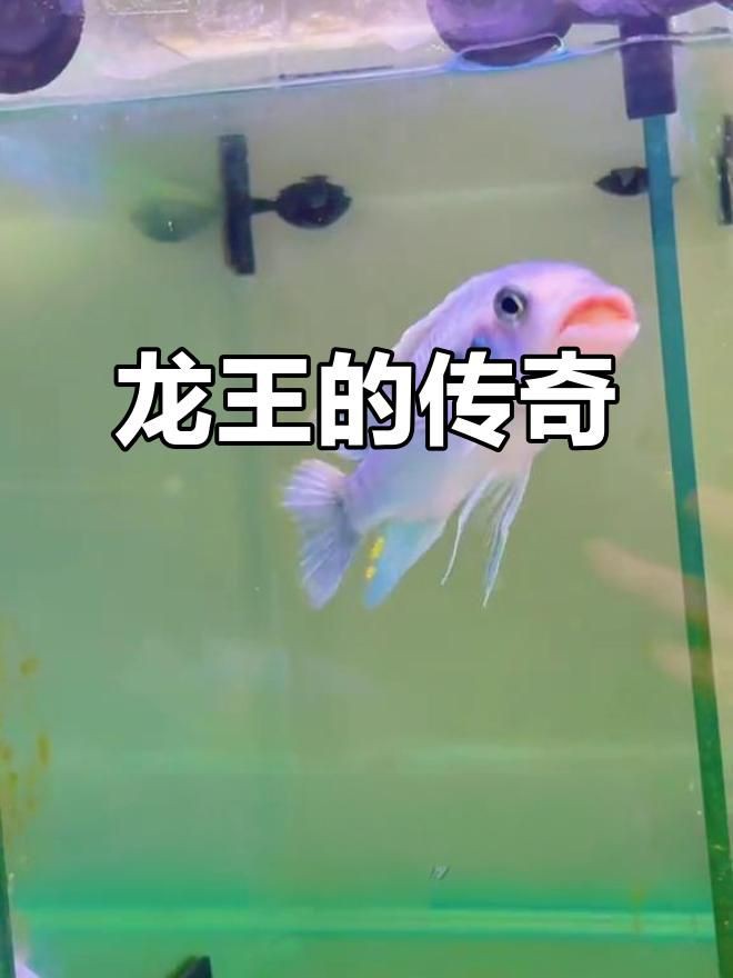 詳細介紹一下這十種龍王魚