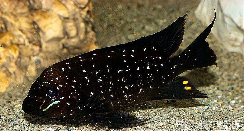 詳細介紹一下這十種龍王魚