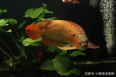 怎么挑選紅龍魚(yú)：挑選紅龍魚(yú)的一些關(guān)鍵技巧