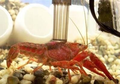 白色的觀賞魚叫什么龍蝦：白色觀賞魚有哪些種類