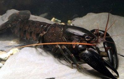 白色的觀賞魚叫什么龍蝦：白色觀賞魚有哪些種類