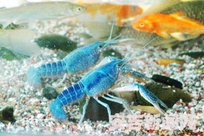 白色的觀賞魚叫什么龍蝦：白色觀賞魚有哪些種類