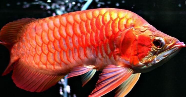 海南龍魚養(yǎng)殖技術創(chuàng)新案例：海南龍魚養(yǎng)殖技術創(chuàng)新案例介紹