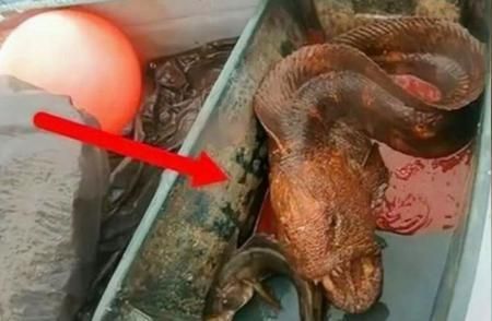海南龍魚養(yǎng)殖技術創(chuàng)新案例：海南龍魚養(yǎng)殖技術創(chuàng)新案例介紹