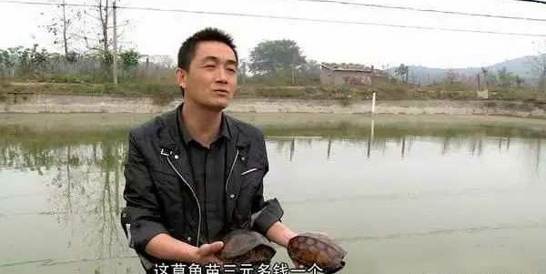 海南龍魚養(yǎng)殖技術創(chuàng)新案例：海南龍魚養(yǎng)殖技術創(chuàng)新案例介紹