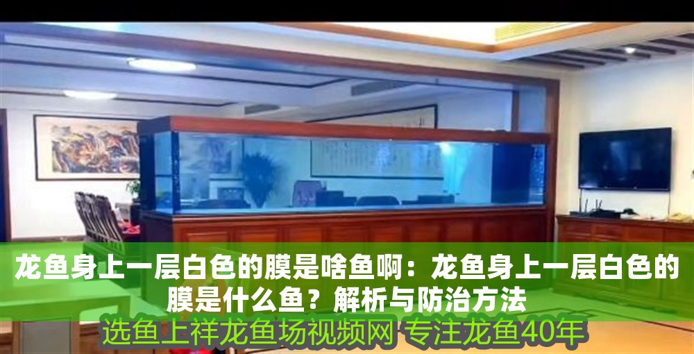 龍魚身上一層白色的膜是啥魚啊：龍魚身上一層白色的膜是什么魚？解析與防治方法