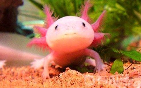 養的龍魚能不能吃蝦仁：關于養的龍魚能否吃蝦仁的問題