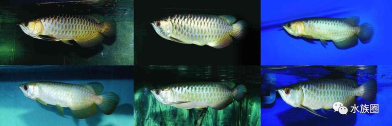 印度尼西亞龍魚產地是哪里 印度尼西亞龍魚產地是哪里 龍魚百科 第4張