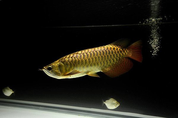 印度尼西亞龍魚產地是哪里 印度尼西亞龍魚產地是哪里 龍魚百科 第8張