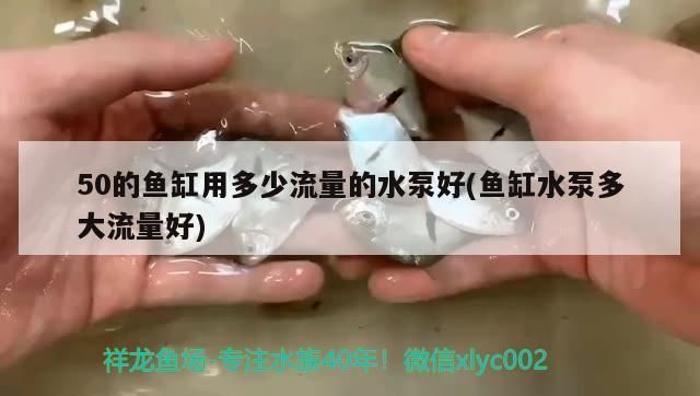 金龍魚突然不吃小魚了：金龍魚如何選擇適宜的水泵流量