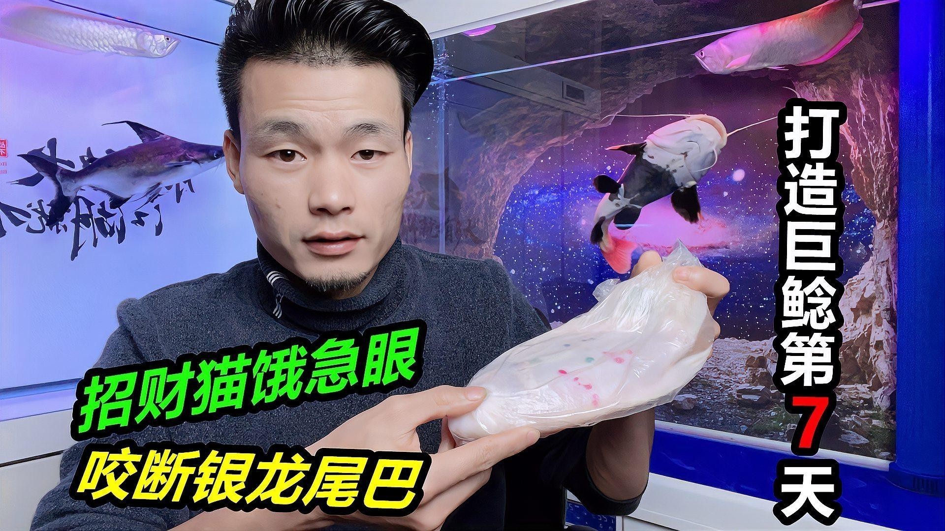 銀龍魚要吃什么食物好