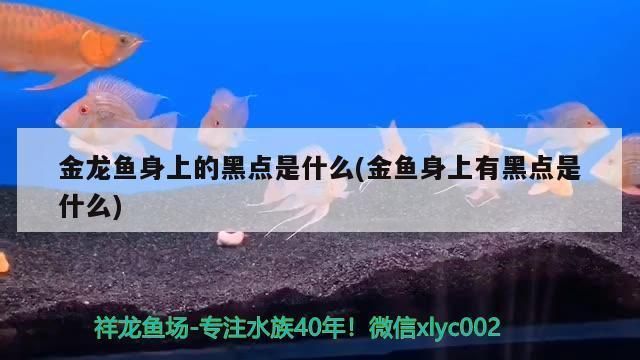 申古銀版魚繁殖期營養(yǎng)需求分析：申古銀版魚在繁殖期間的營養(yǎng)需求主要包括高蛋白質(zhì)的食物