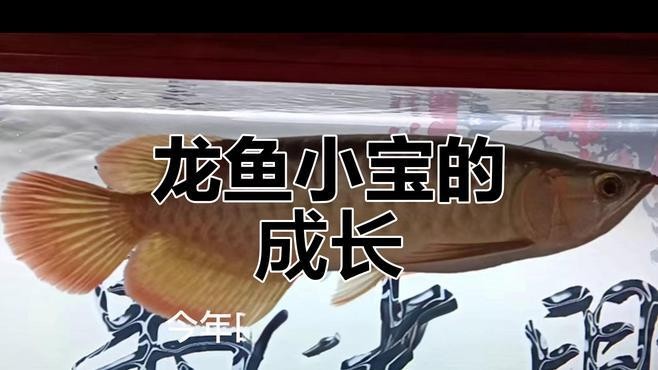 龍魚要養(yǎng)多久才大魚吃食