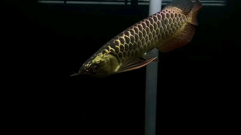 古典藍底金龍魚價格多少錢一只