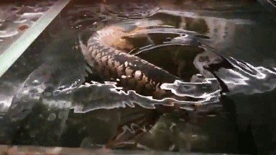 金龍魚背上發黑是什么原因：金龍魚背部發黑怎么辦