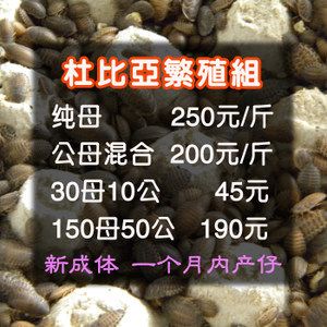 龍魚配合飼料的比例：龍魚配合飼料比例