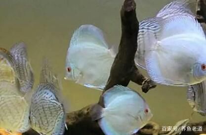 金龍魚背上發黑是什么原因呢（金龍魚背上發黑可能由多種原因引起金龍魚身體發黑）