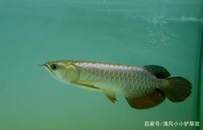 龍魚水質(zhì)ph跌酸到5.0怎么辦？：如何快速提高魚缸水質(zhì)檢測頻率