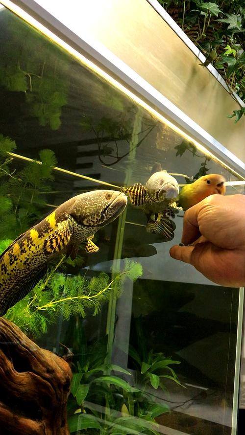 黃色雷龍魚(yú)圖片大全