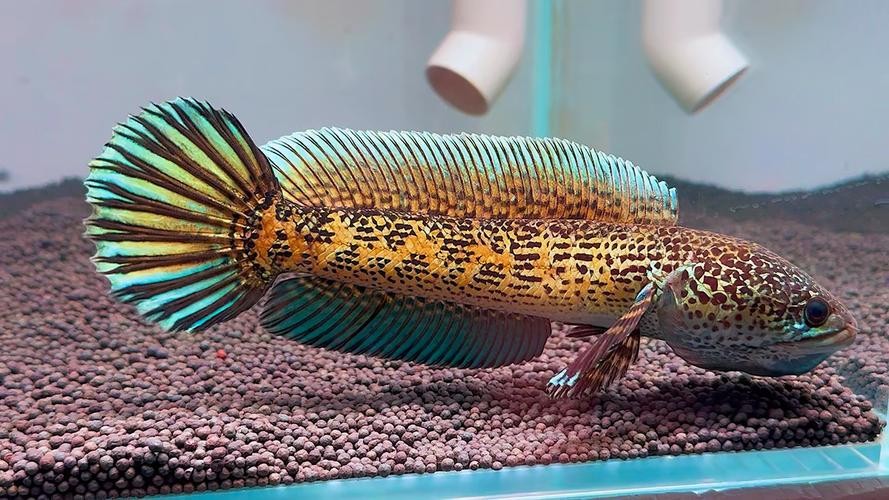 黃色雷龍魚(yú)圖片大全