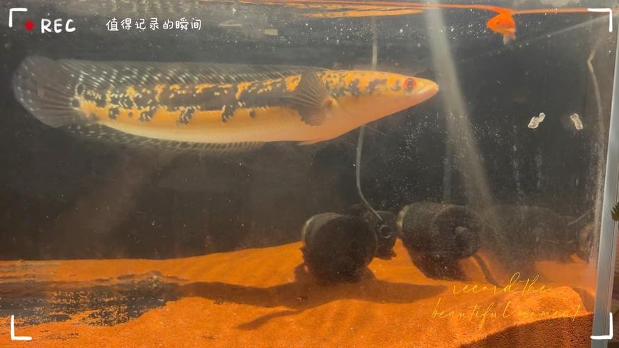 黃色雷龍魚(yú)圖片大全