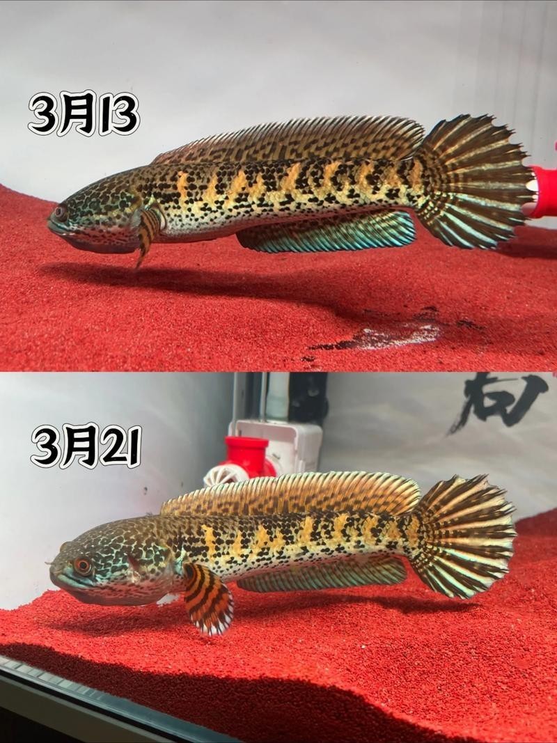 黃色雷龍魚(yú)圖片大全