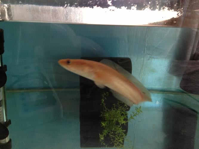 黃色雷龍魚(yú)圖片大全