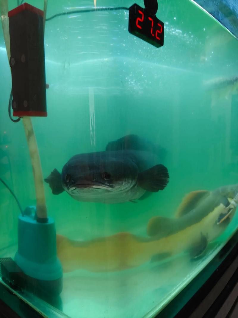 黃色雷龍魚(yú)圖片大全