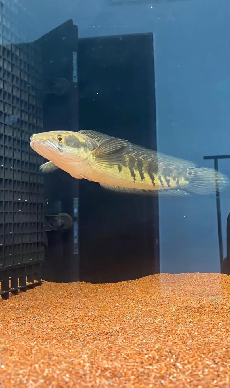 黃色雷龍魚(yú)圖片大全