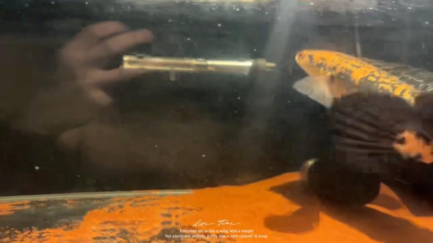 黃色雷龍魚(yú)圖片大全