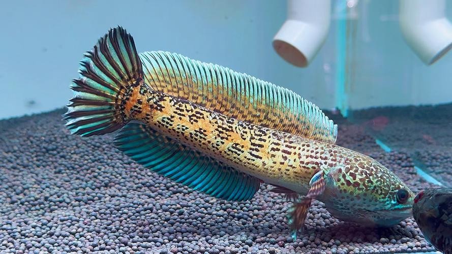 黃色雷龍魚(yú)圖片大全