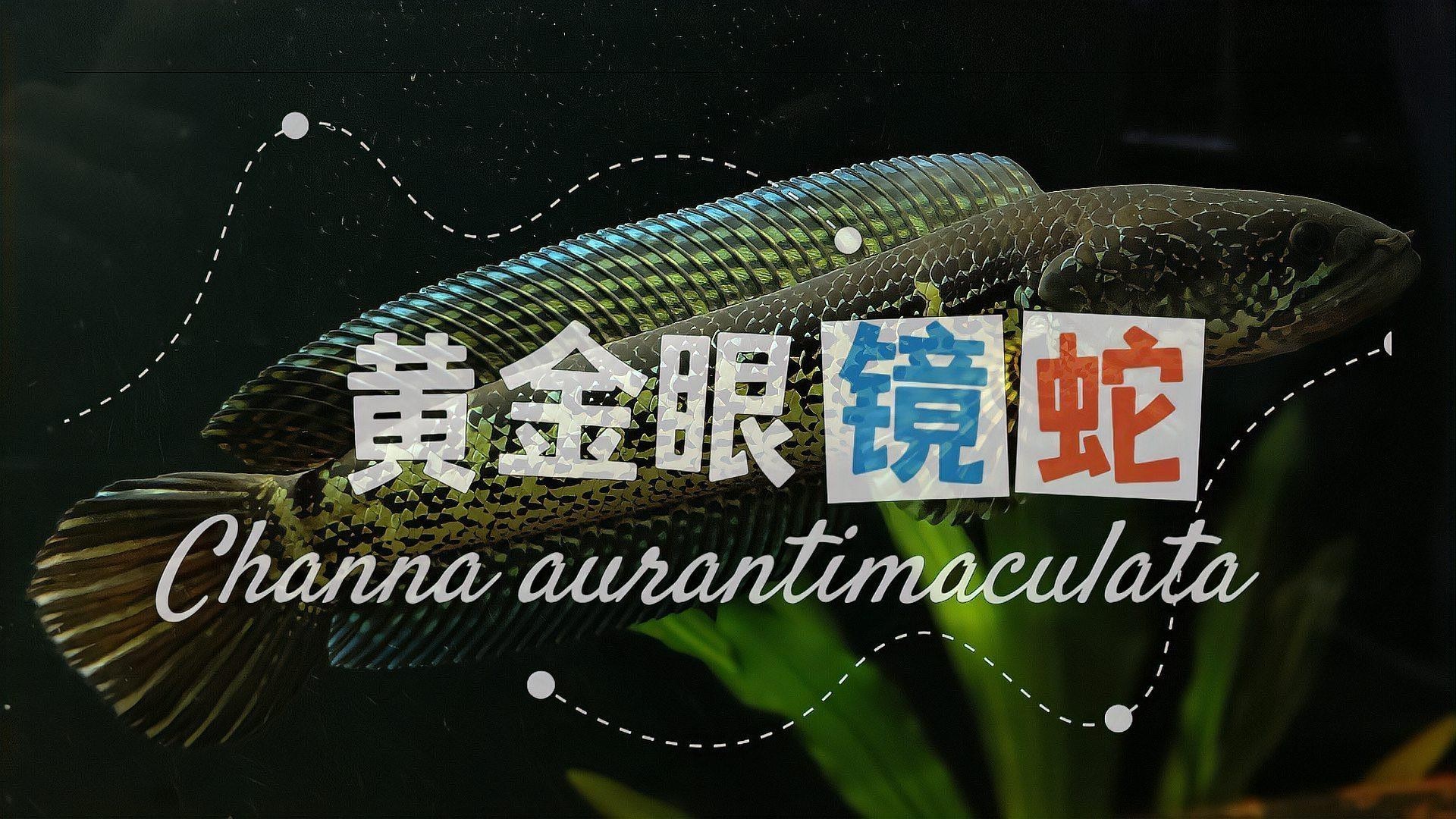 黃色雷龍魚(yú)圖片大全