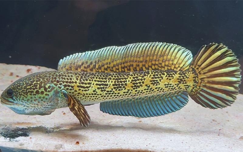 黃色雷龍魚(yú)圖片大全