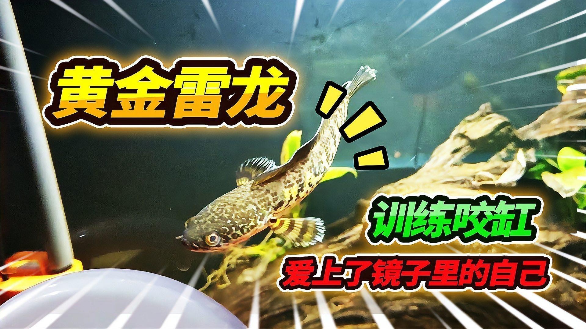 黃色雷龍魚(yú)圖片大全