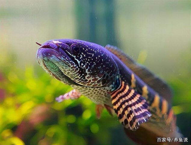 黃色雷龍魚(yú)圖片大全