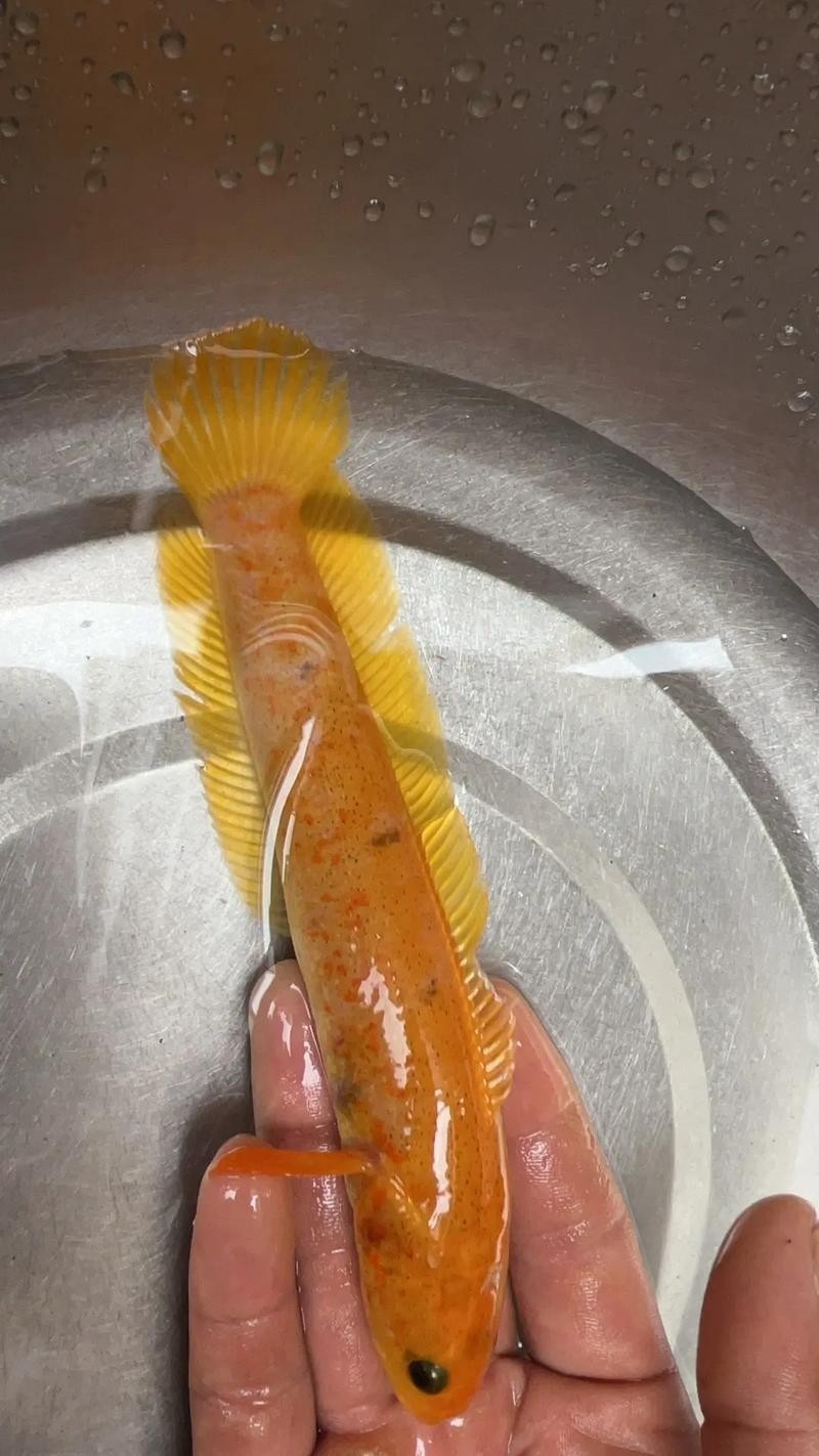 黃色雷龍魚(yú)圖片大全