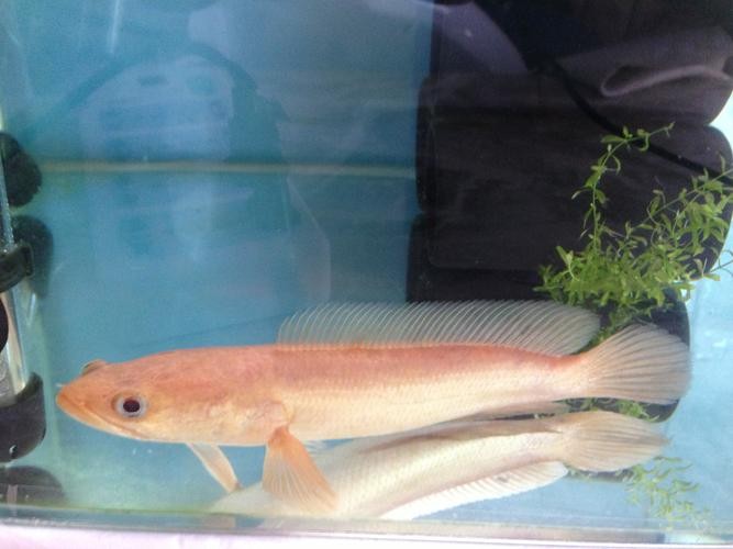 黃色雷龍魚(yú)圖片大全