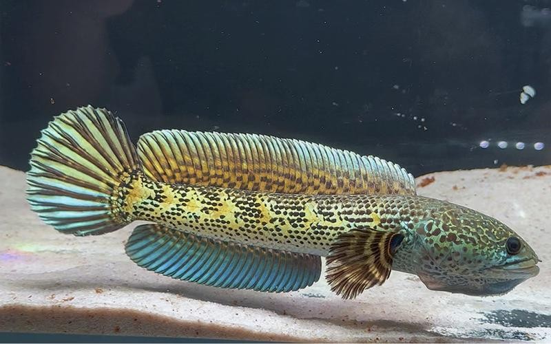 黃色雷龍魚(yú)圖片大全