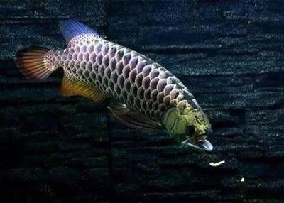 龍魚兇猛排行：龍魚兇猛排行榜