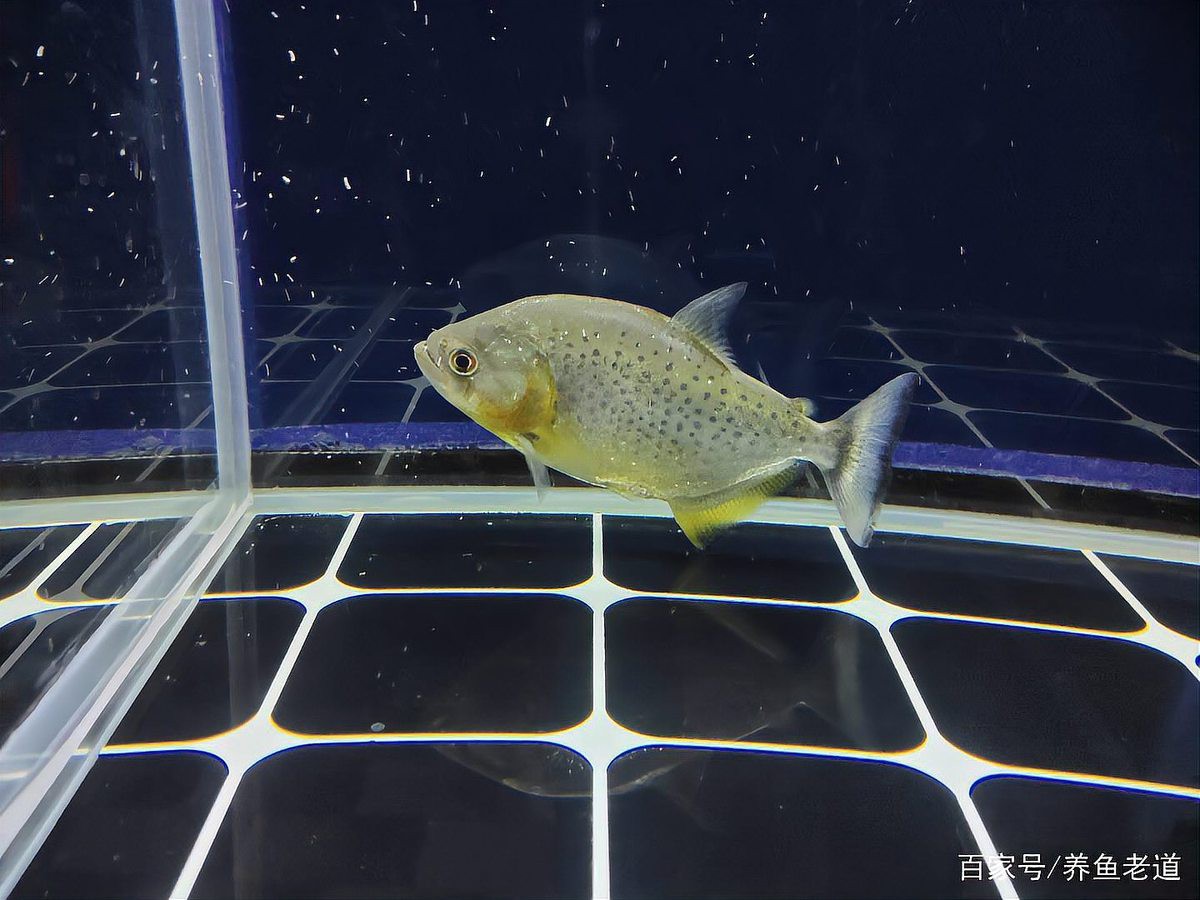 羅漢魚與銀龍魚混養好不好