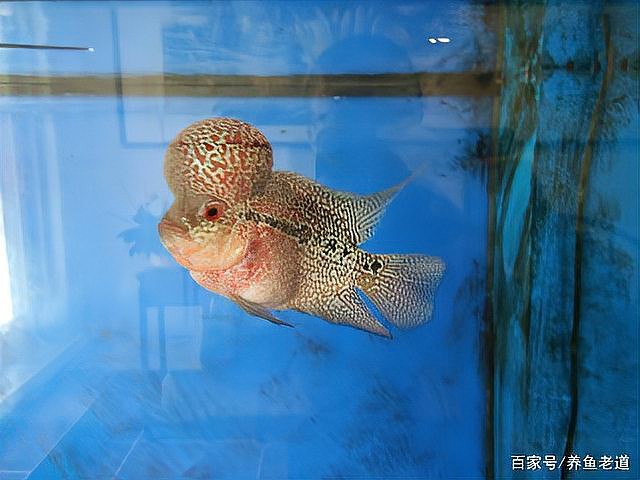 羅漢魚與銀龍魚混養好不好