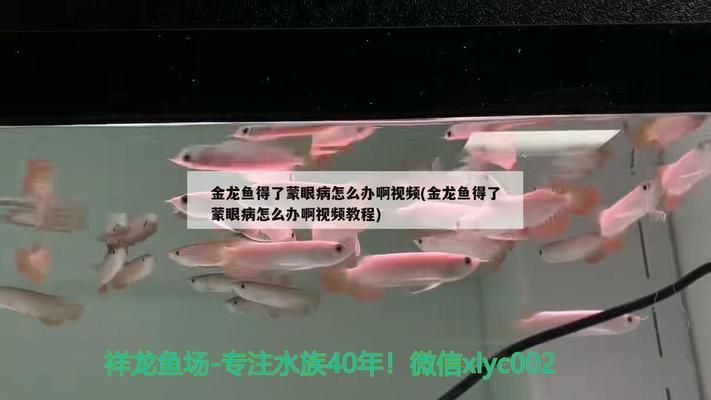 金龍魚蒙眼病怎么治療：金龍魚蒙眼怎么辦