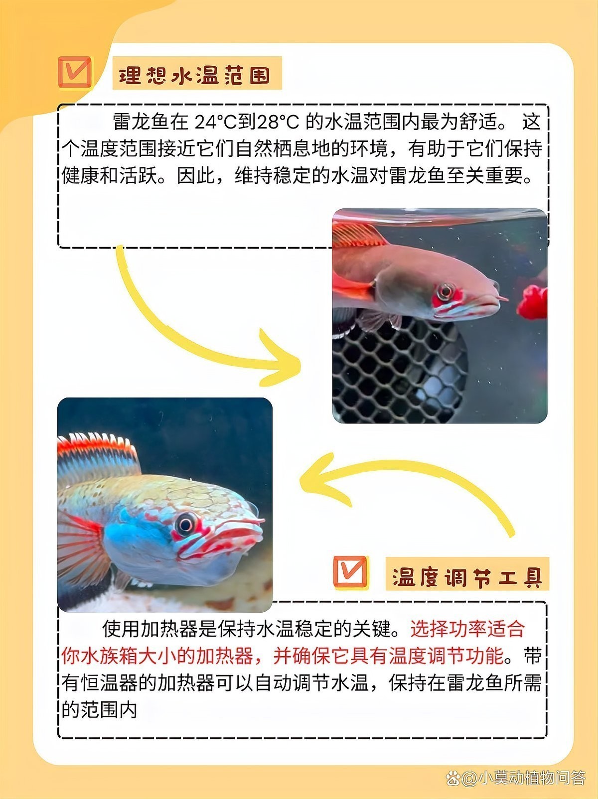 雷龍魚水溫20度可以嗎