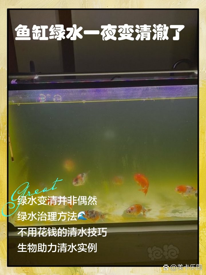 雷龍魚造景缸怎么保持水質清澈