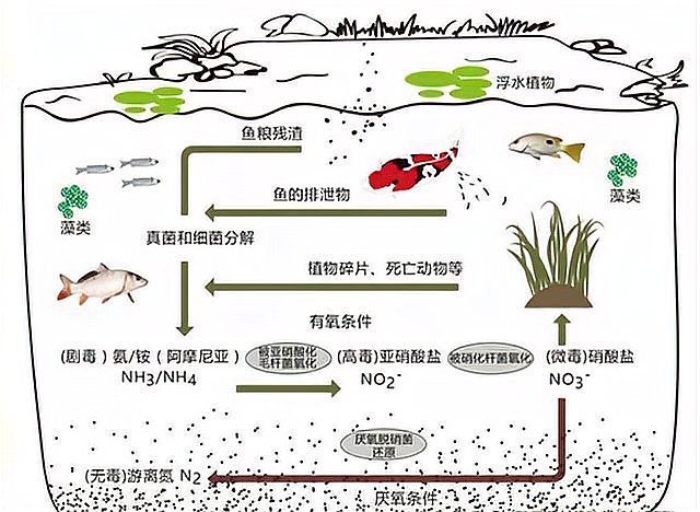 雷龍魚造景缸怎么保持水質清澈