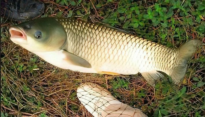 如何判斷招財龍魚的年齡？