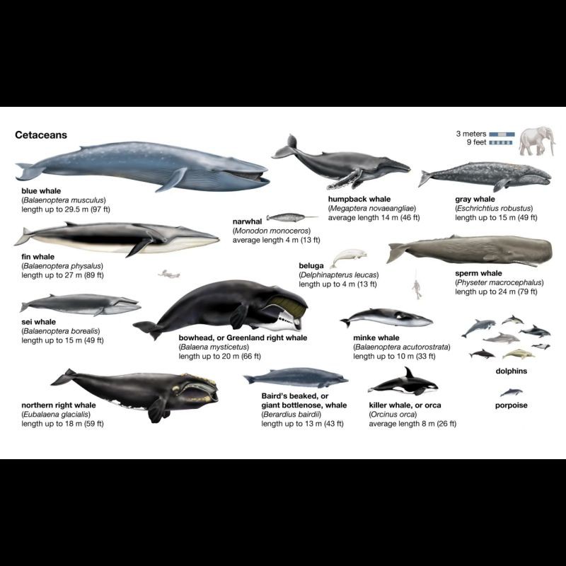 鯨魚種類及圖片大全