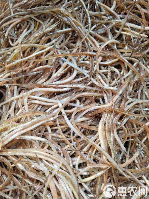 海龍魚圖片大全大圖高清壁紙